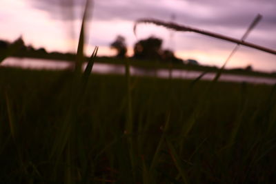 Close-up of grass on field against sky during sunset