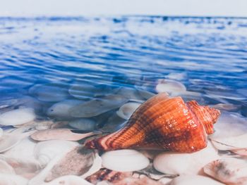 Close-up of seashell in sea