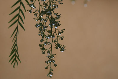 Close-up of plant against wall
