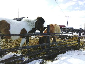 Horses on field against sky during winter