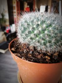 Close-up of potted cactus plant