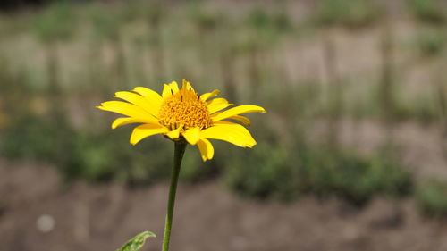 Close-up of yellow flower on field