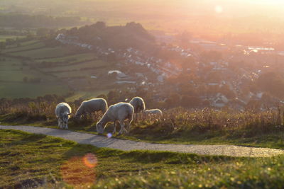 Sheep in a field