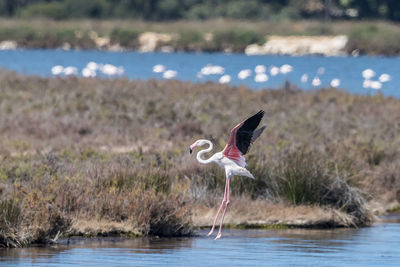 Bird flying over lake