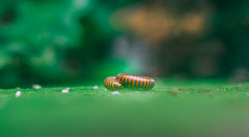 Close-up of centipede on field