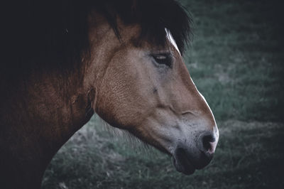 Close-up of a horse on field