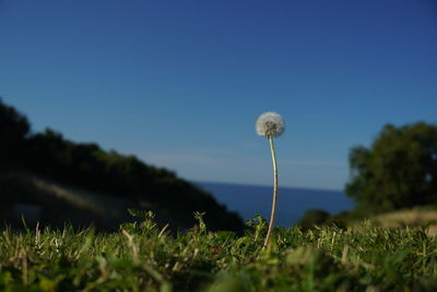 Surface level of flowering plants on land against sky