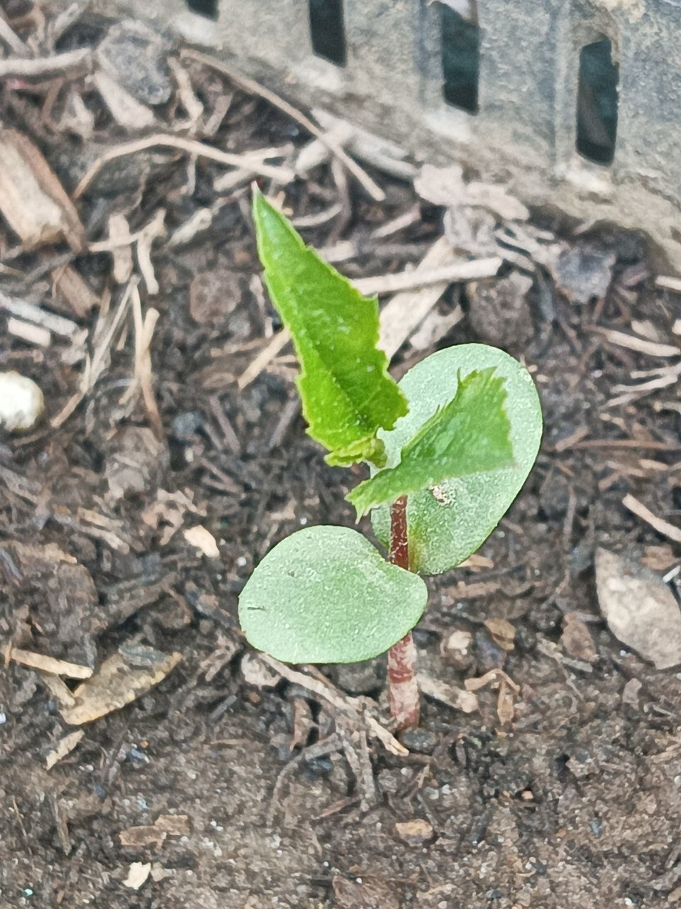leaf, plant part, nature, plant, growth, day, green, soil, no people, high angle view, outdoors, land, flower, close-up, field, produce, beginnings, dirt, beauty in nature