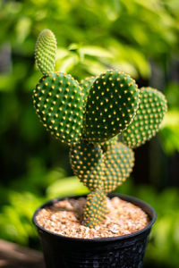 Close-up of succulent plant