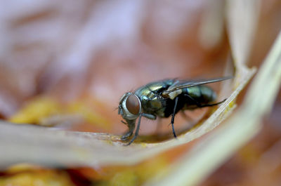 Close-up of fly