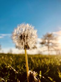 Close-up of dandelion flower on field against sky