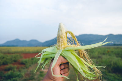 Cropped hand holding corn at farm against sky