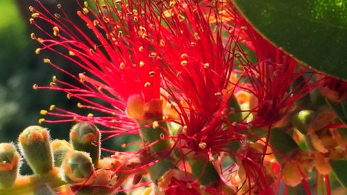 Close-up of red flowers