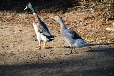 Close-up of seagulls on the ground