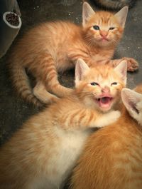 Portrait of cat with kitten