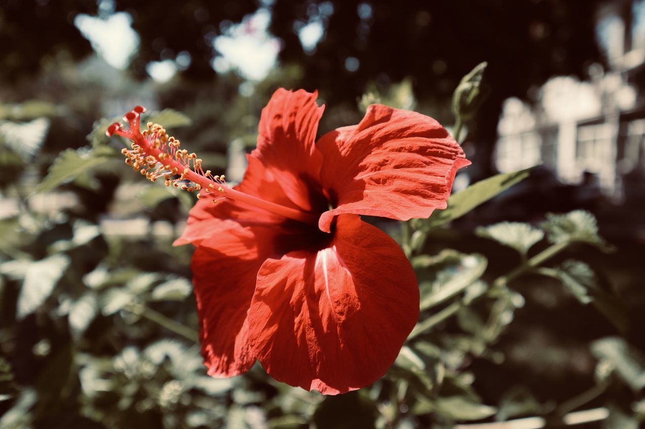 CLOSE-UP OF RED HIBISCUS