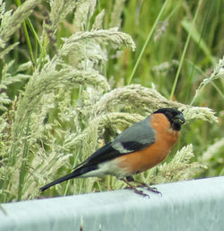 Close-up of bird perching on plant