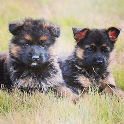 Portrait of puppy on grassy field