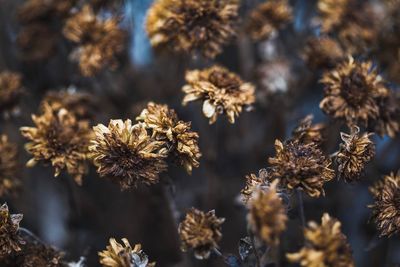 Close-up of flowers against blurred background