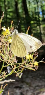 Close-up of butterfly on flower