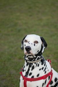 High angle view of dalmatian dog