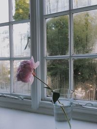 Close-up of flower on window sill