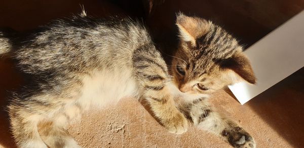 Close-up portrait of a cat