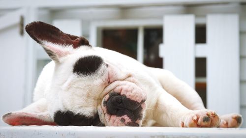 Close-up of a dog sleeping