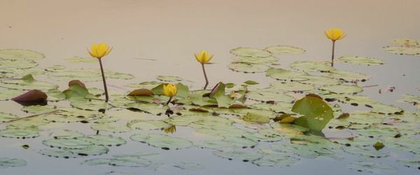 Close-up of lotus water lily in pond