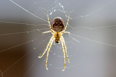 Close-up of spider on web