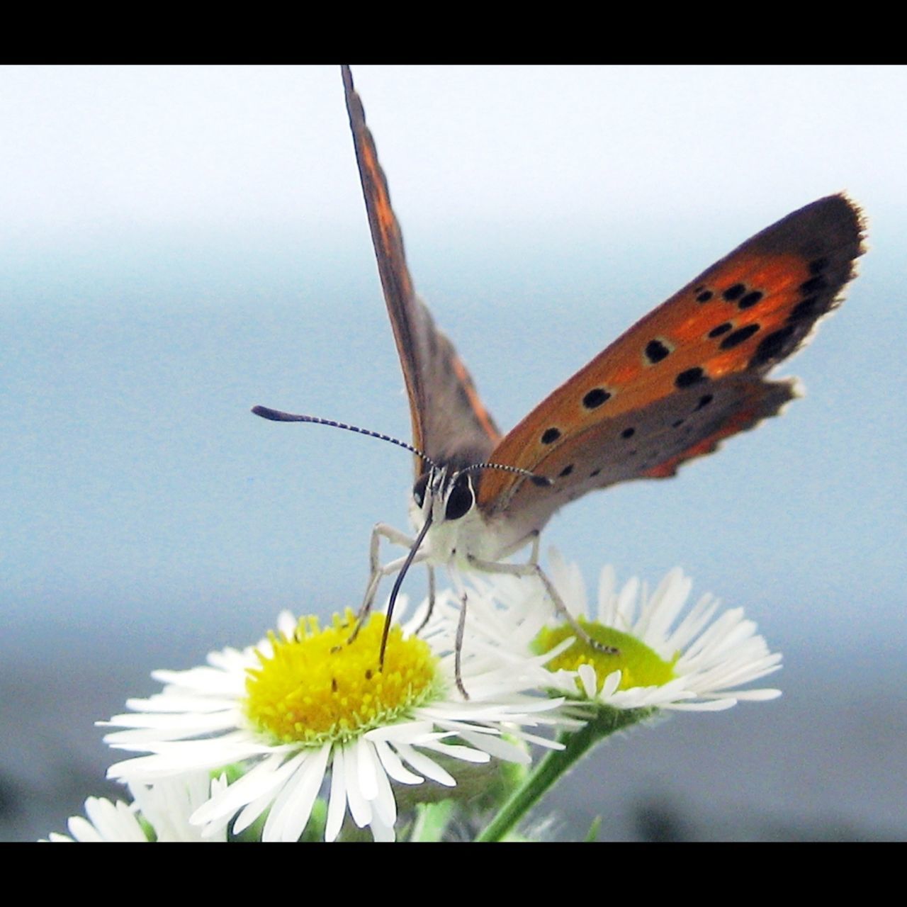 flower, one animal, animals in the wild, wildlife, animal themes, insect, fragility, flying, spread wings, petal, yellow, freshness, animal wing, nature, transfer print, butterfly, beauty in nature, close-up, auto post production filter, butterfly - insect