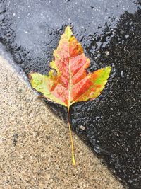 Close-up of maple leaves on road