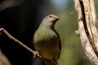 Close-up of bird perching on branch