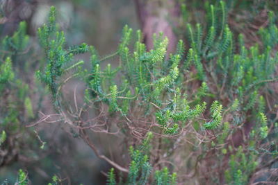 Close-up of moss growing on tree