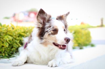 Close-up of a dog looking away