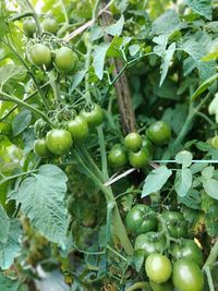 Close-up of fruits growing on plant