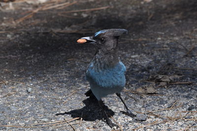 Close-up of bird on field