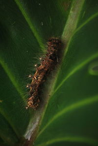 Close-up of insect on leaf