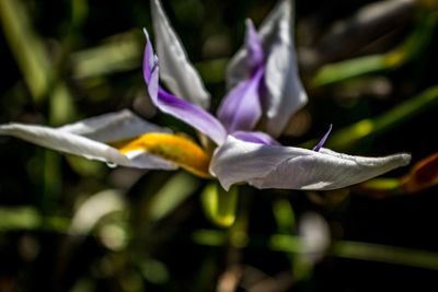 Close-up of iris blooming outdoors