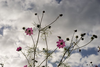 Close-up of pink flowers against sky