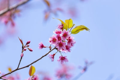 Low angle view of pink flowering plant against sky