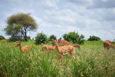 Flock of antelope on field