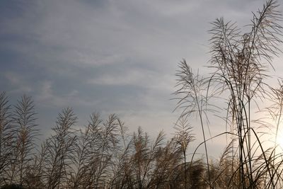 Low angle view of silhouette bare trees against sky