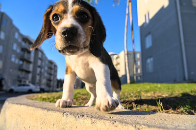 pet