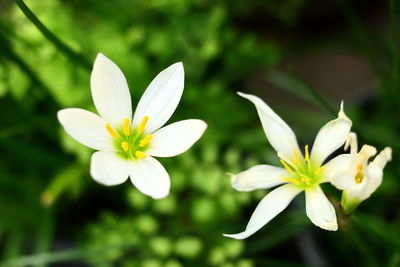 Close-up of white flowering plant