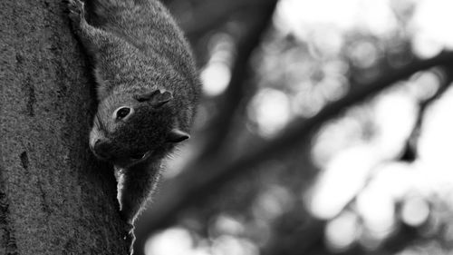 Close-up of squirrel on tree trunk