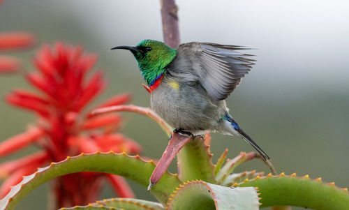 Close-up of bird perching on plant