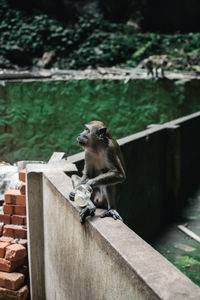 Monkey sitting on railing against wall