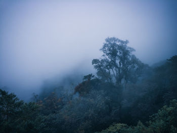 Trees in forest against sky during foggy weather