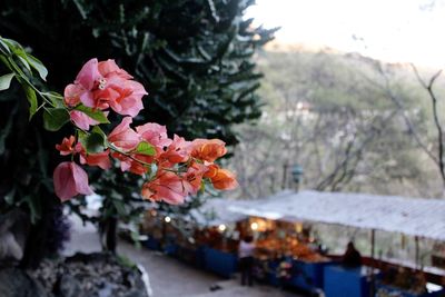 Close-up of pink flower tree in city